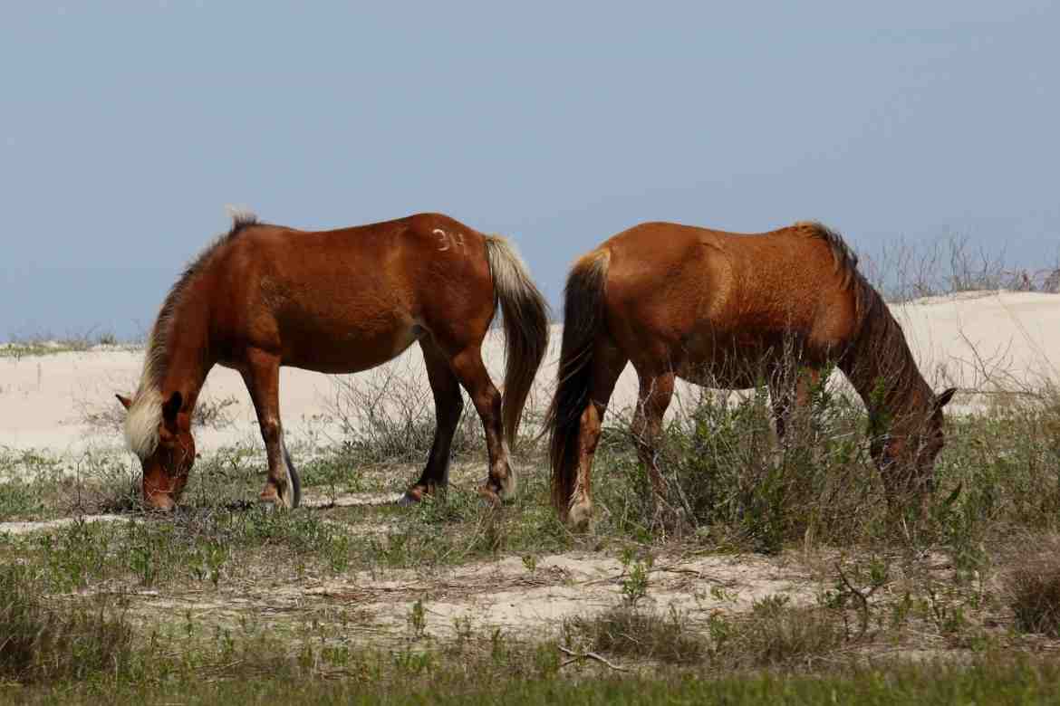 Beaufort NC wild horses