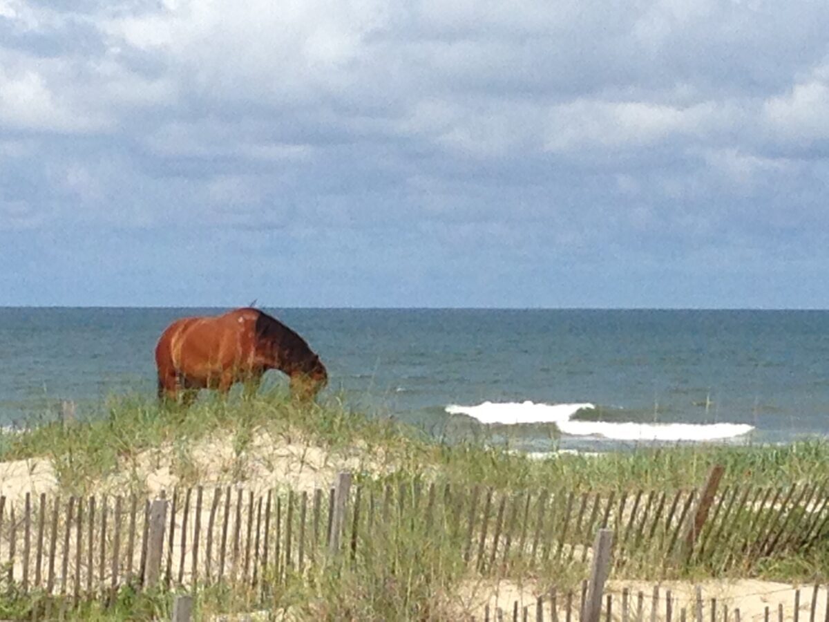 wild mustang grazing on the beach in corolla nc t20 zWd17J 1