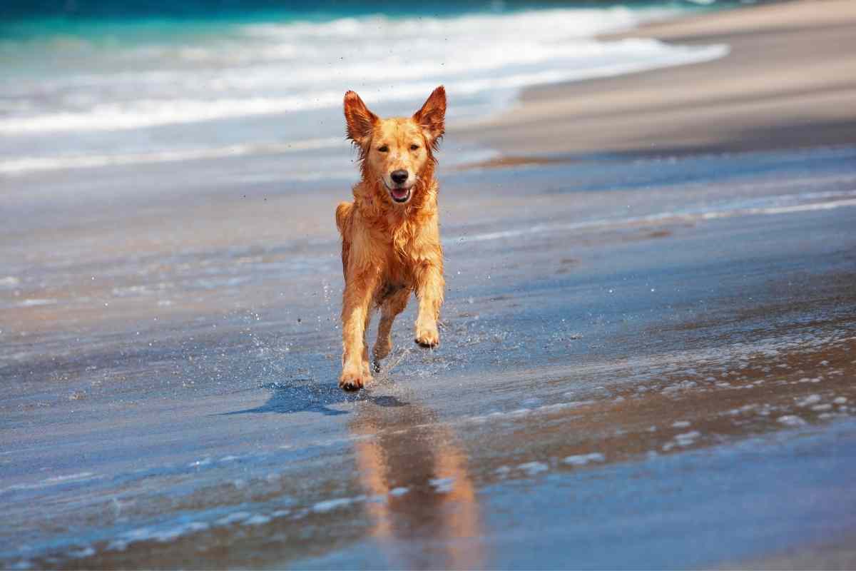 What North Carolina Beaches Allow Dogs
