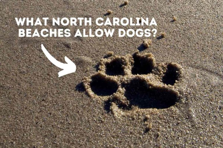 What North Carolina Beaches Allow Dogs (12 Dog Friendly Beaches