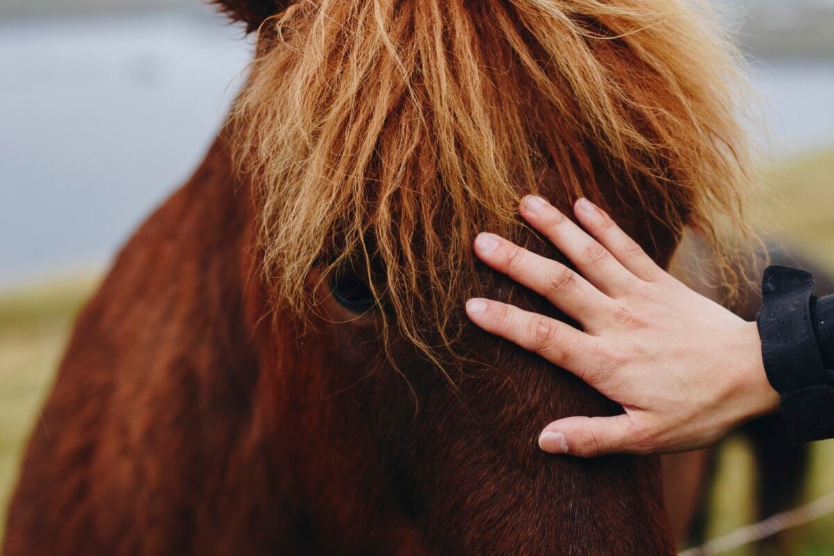 Human hand petting an brown Icelandic horse