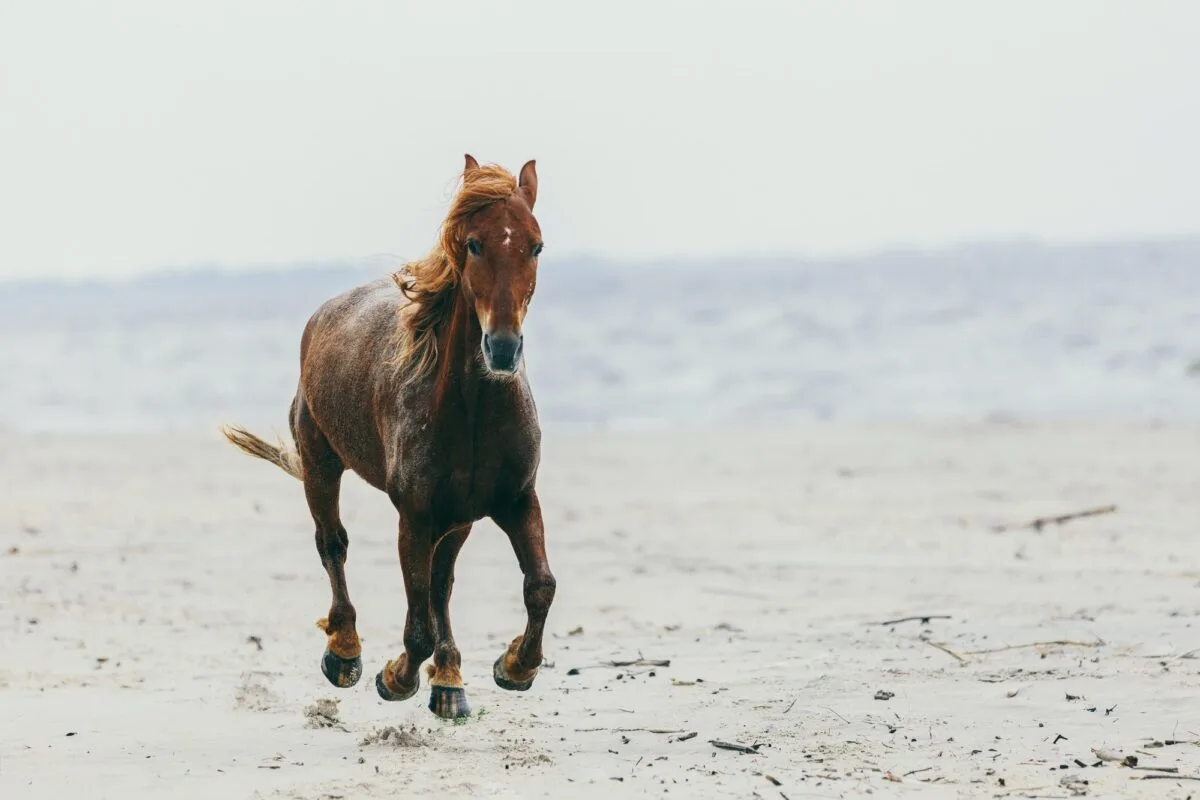 Lonely horse stepping on the sandy beach.