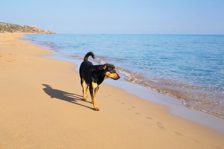 Dog-Friendly Beaches Along the NC Outer Banks