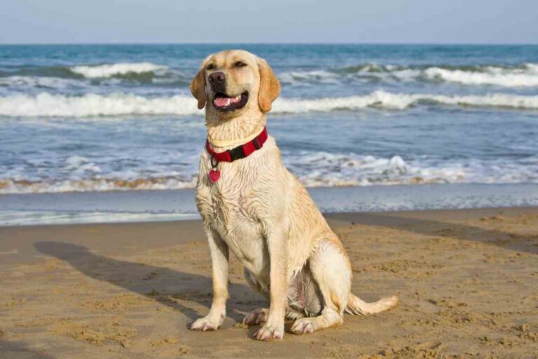 Pet Friendly Hotels Near Kitty Hawk (3 places to stay!)