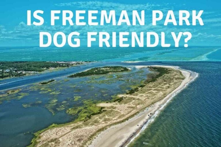 Is Freeman Park on Carolina Beach Dog Friendly?