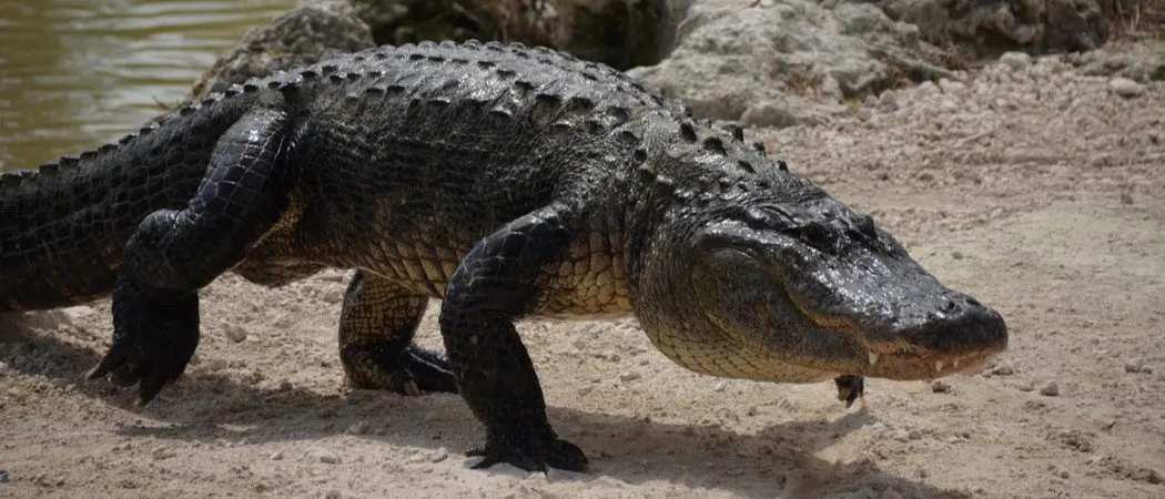 Largest Alligators header