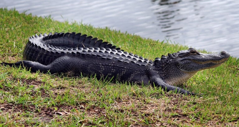 Are There Alligators on the Outer Banks?