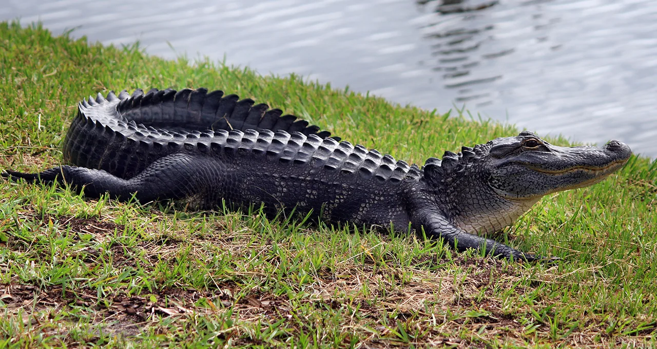 Alligator on grass at water's edge