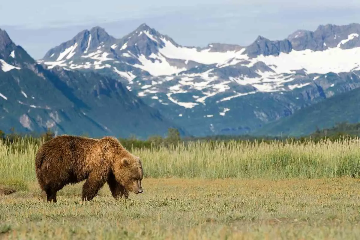 7 Reasons Why Alaska Is Worth Visiting 1 1