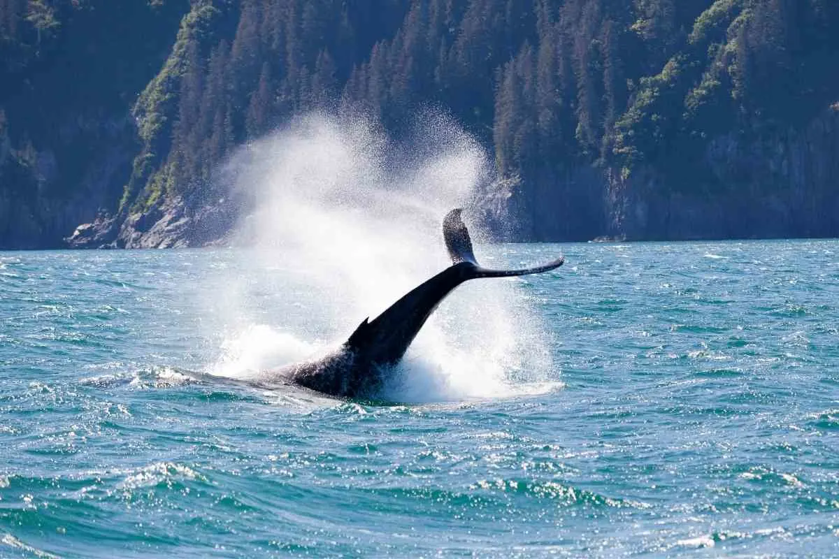 the Best places in Alaska to spot wildlife 2