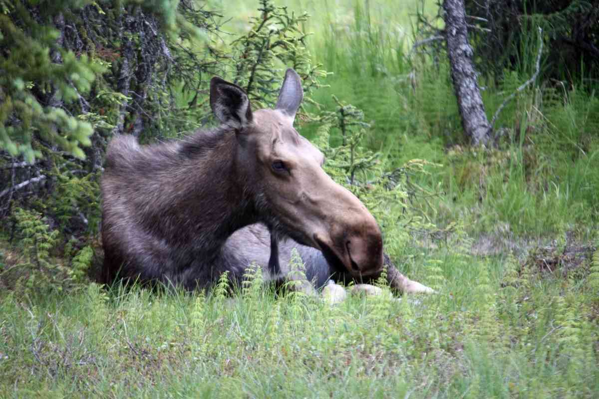 the Best places in Alaska to spot wildlife 3
