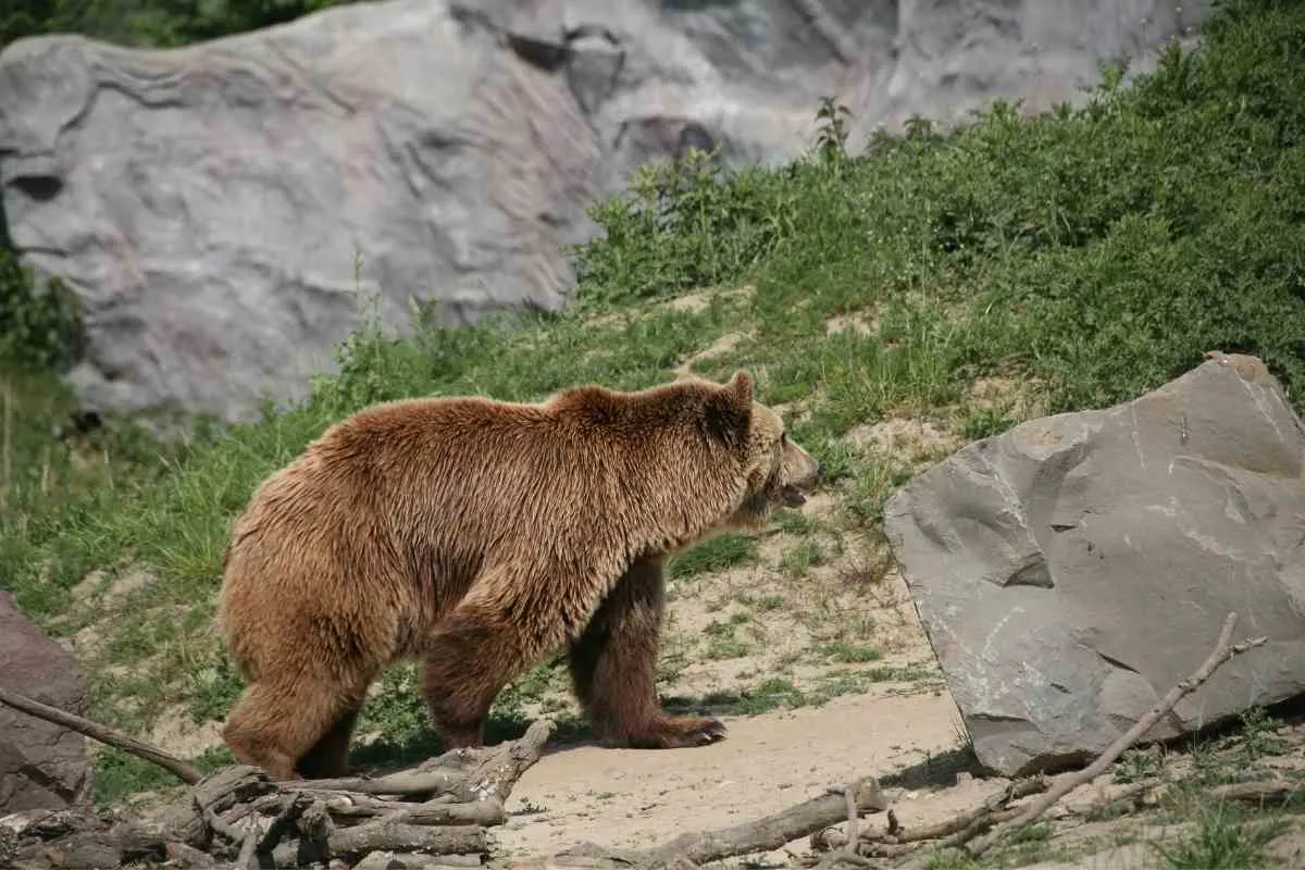 the Best places in Alaska to spot wildlife 4