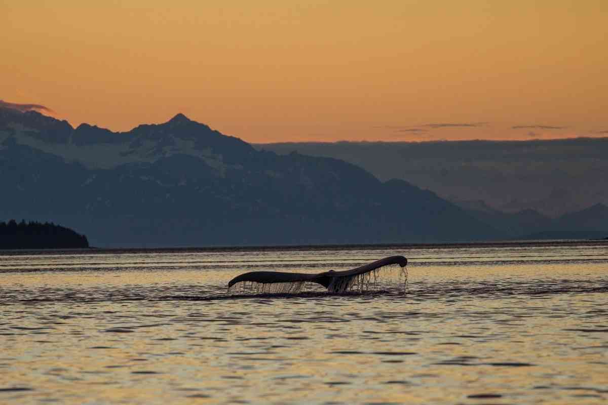 the Best places in Alaska to spot wildlife 5
