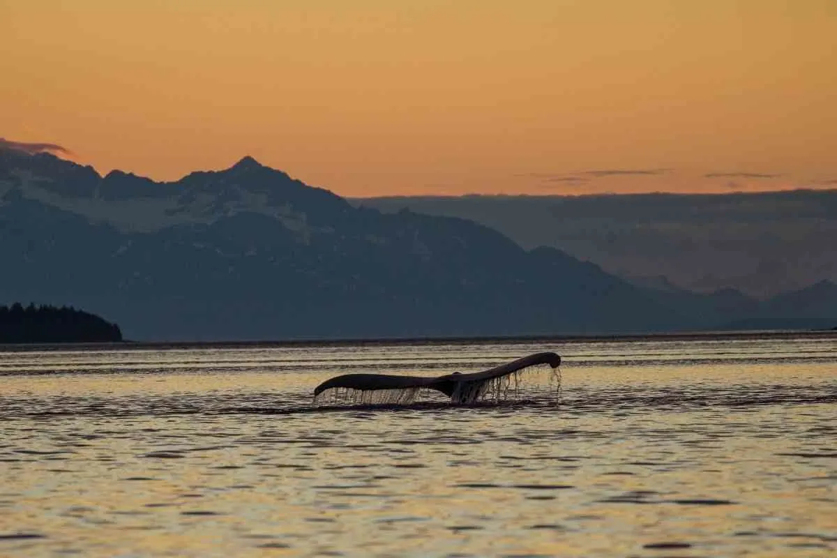 the Best places in Alaska to spot wildlife 5