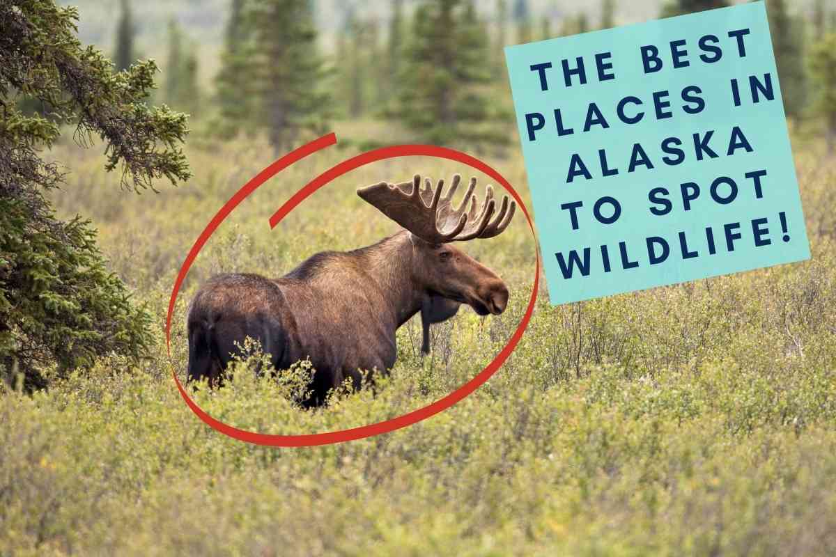 the Best places in Alaska to spot wildlife