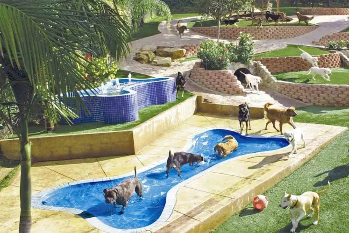 Best Dog Water Parks In California 1