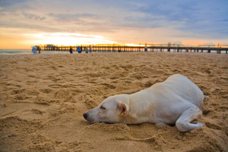 4 Dog-Friendly Beaches In Alabama: Bring Your Pooch!