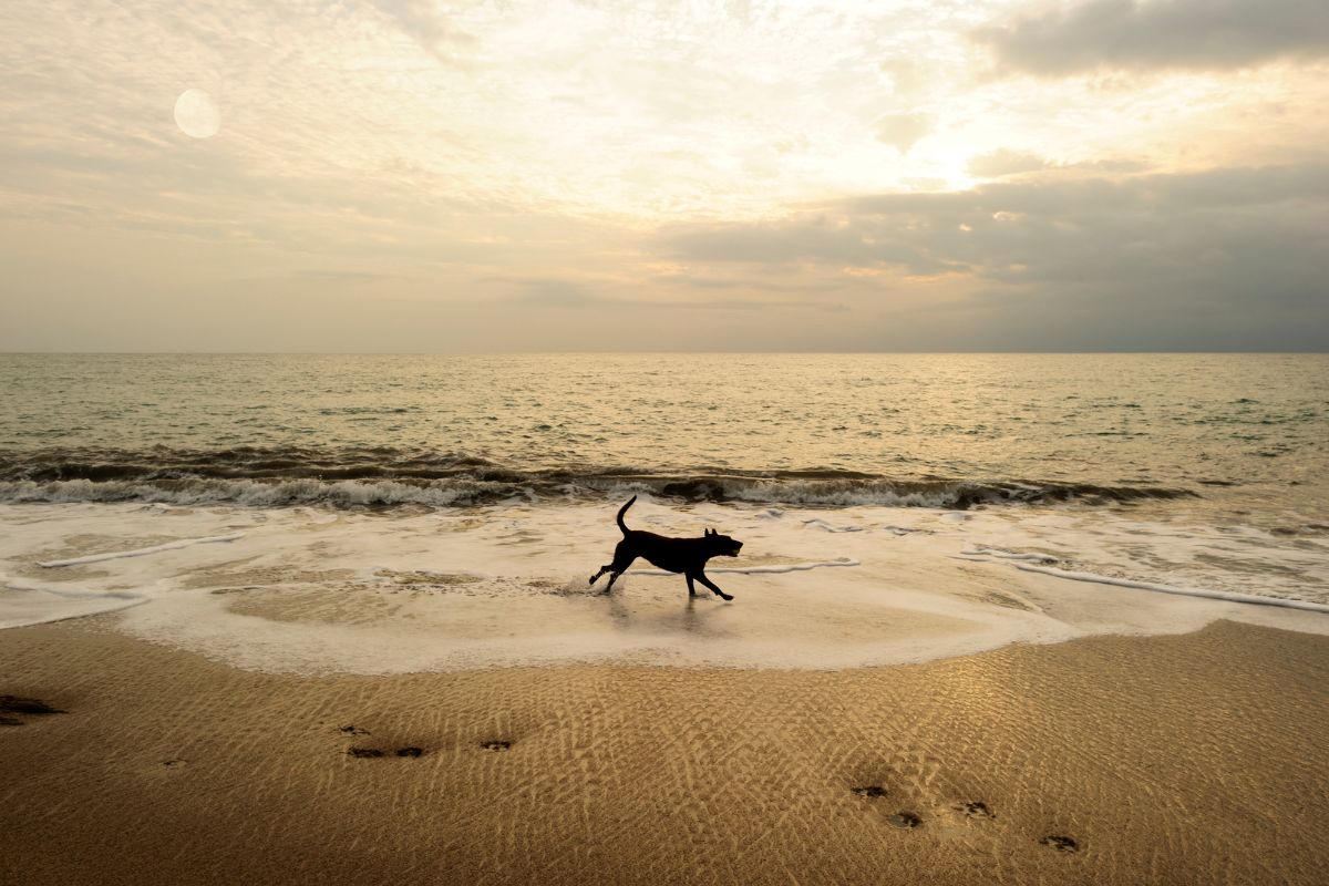 Dog Friendly Beaches In South Carolina 1