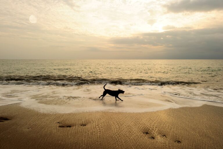 8 Dog-Friendly Beaches In South Carolina For You And Your Pup