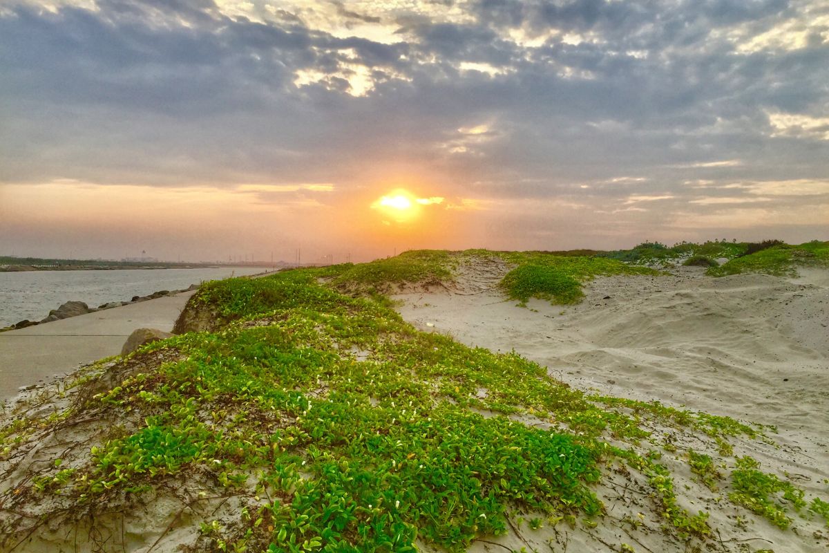 Gulf Coast Beaches That Allow Dogs 2