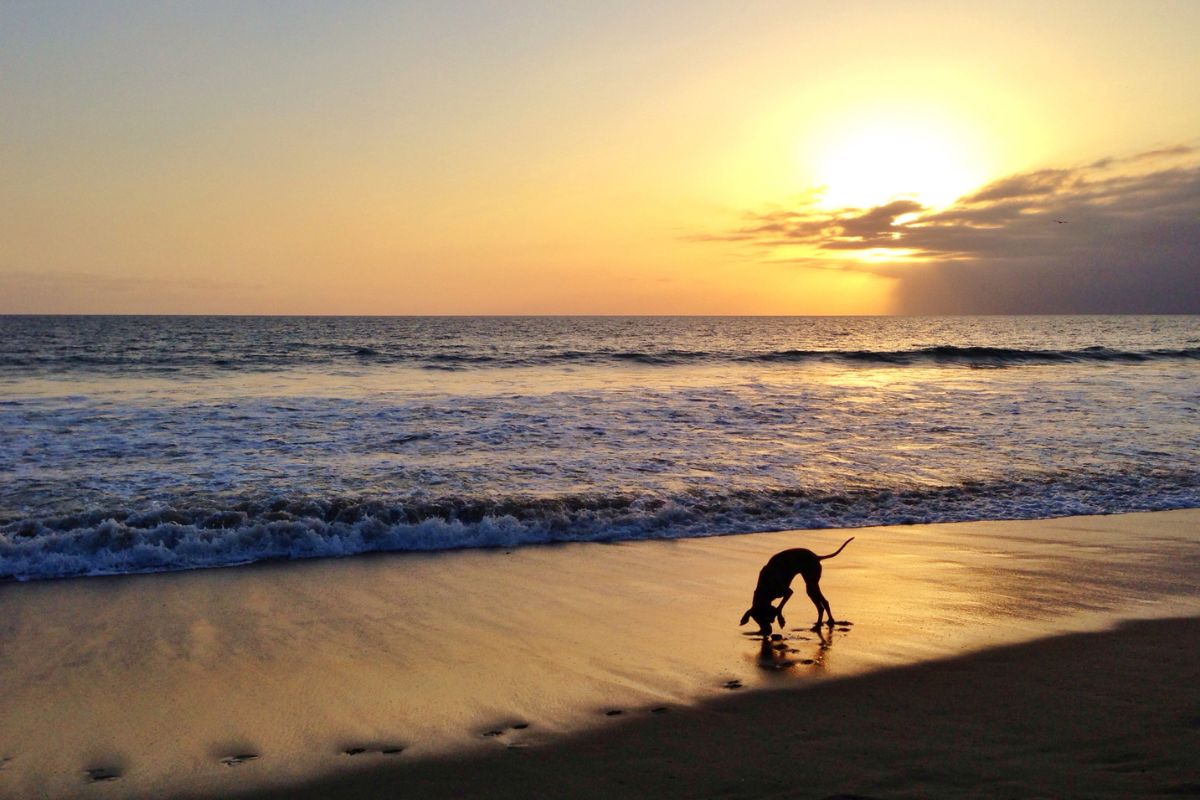 Gulf Coast Beaches That Allow Dogs 5