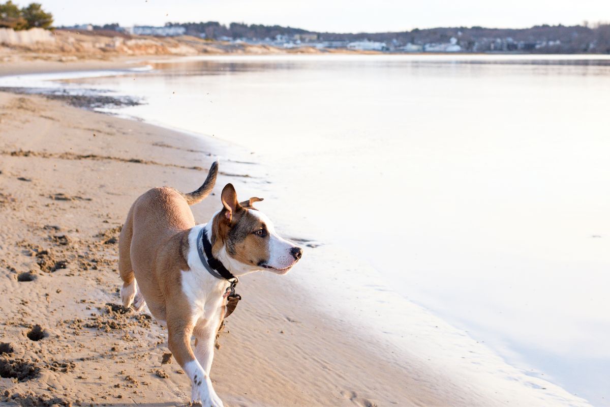 Gulf Coast Beaches That Allow Dogs