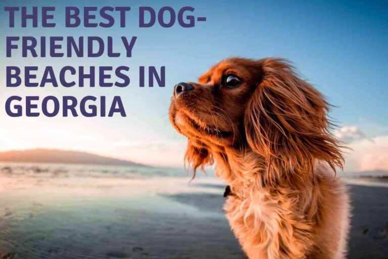 The 10 Best Dog-Friendly Beaches In Georgia!