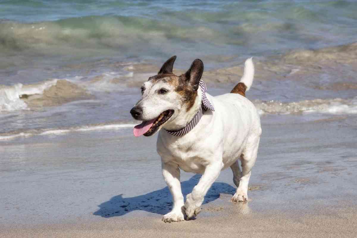 Best Dog Friendly Beaches In Georgia 5