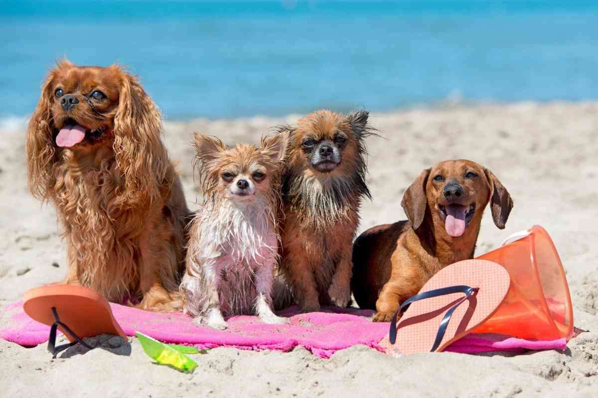 Best Dog Friendly Beaches In Georgia 8