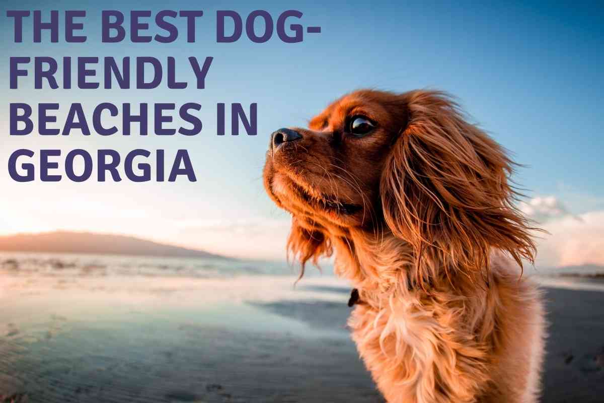Best Dog Friendly Beaches In Georgia