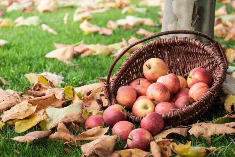 15+ Apple PIcking Farms In Massachusetts & How To “Pick” The Right One!
