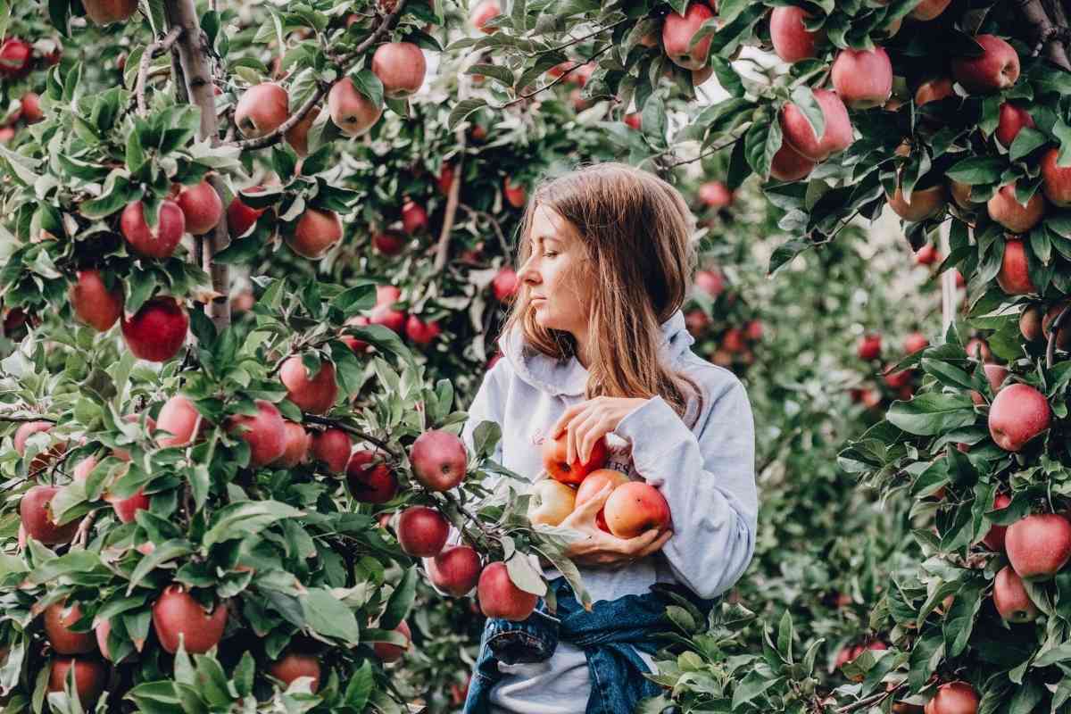 Apple PIcking Farms In Massachusetts 2