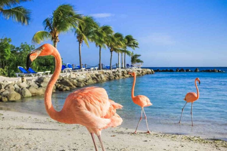 6 Unique Things To Do In Aruba