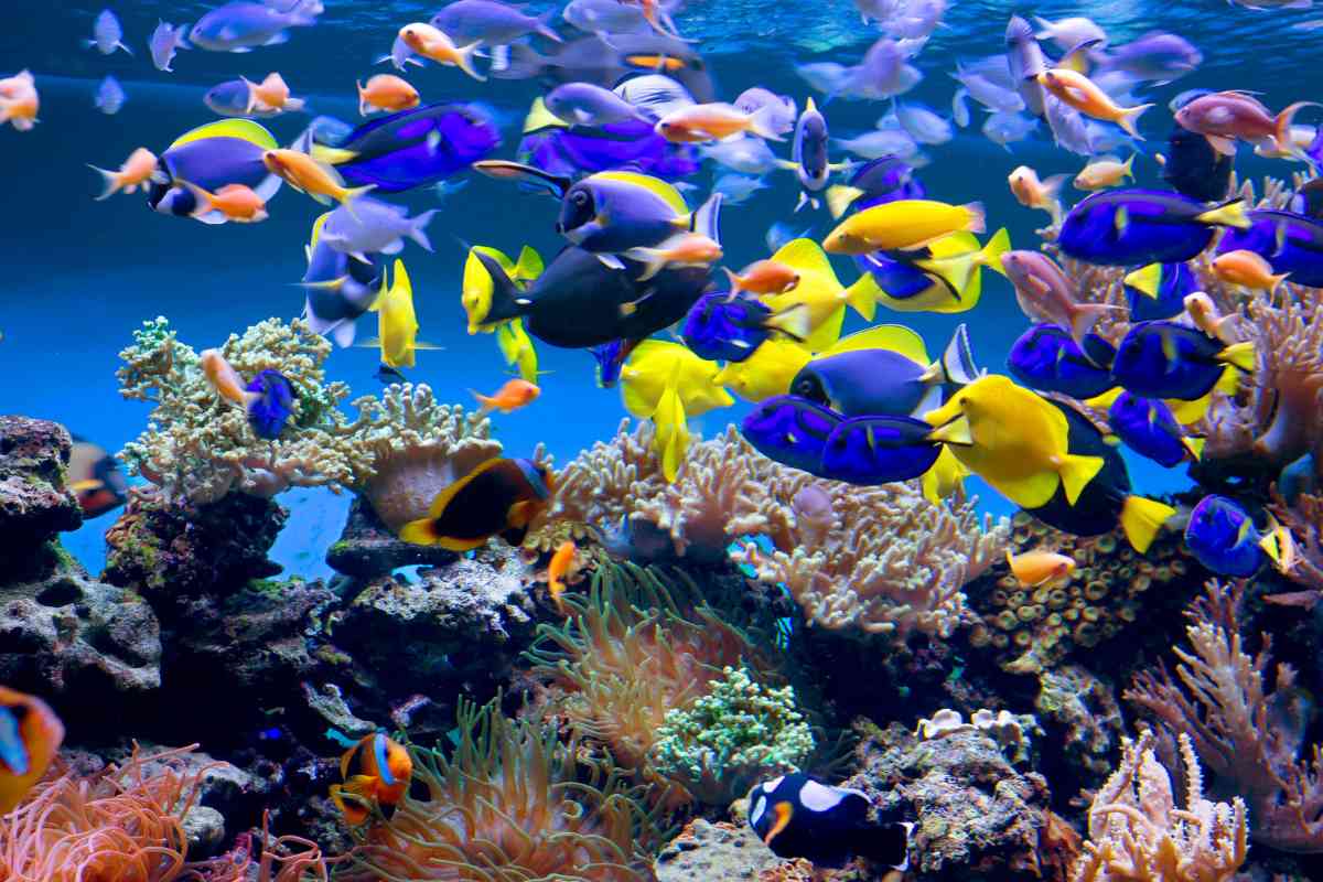 Aquariums In Tennessee 1