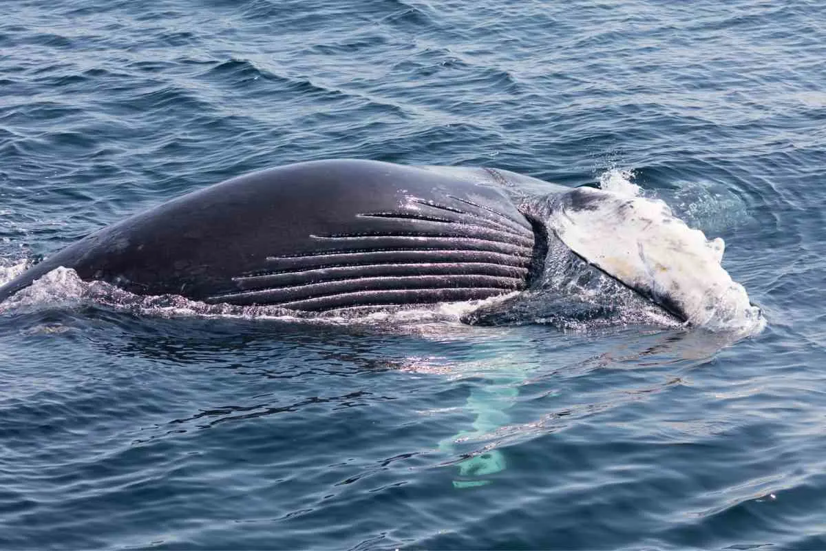 Cape Cod Whale Watching Season 1 1