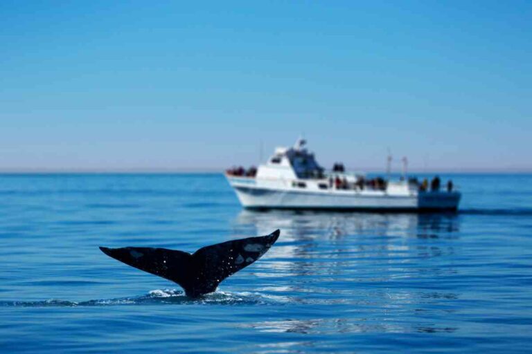Cape Cod Whale Watching Season: Everything You Need To Know