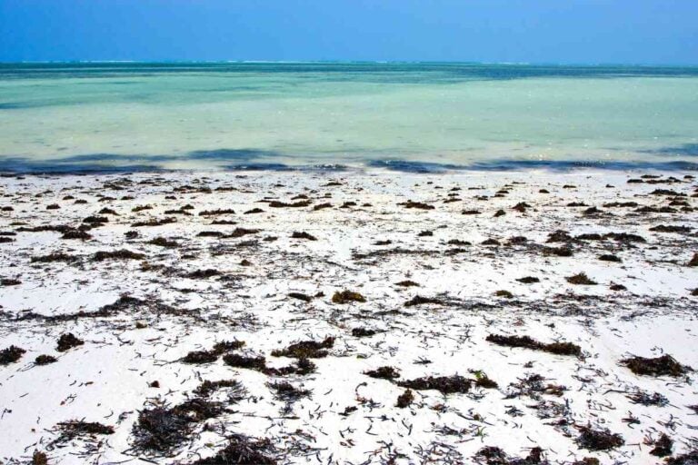 The Ultimate Guide To Seaweed On Cancun Beaches