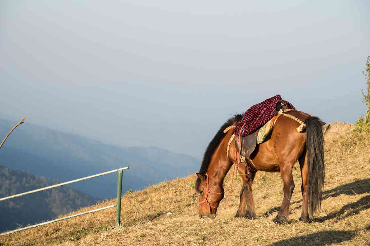 Smokey Mountain Horseback Riding Near Gatlinburg 1