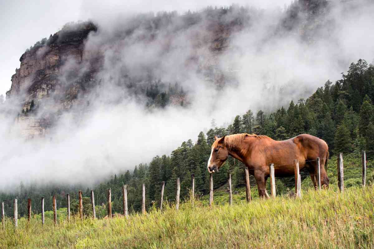 Smokey Mountain Horseback Riding Near Gatlinburg 3
