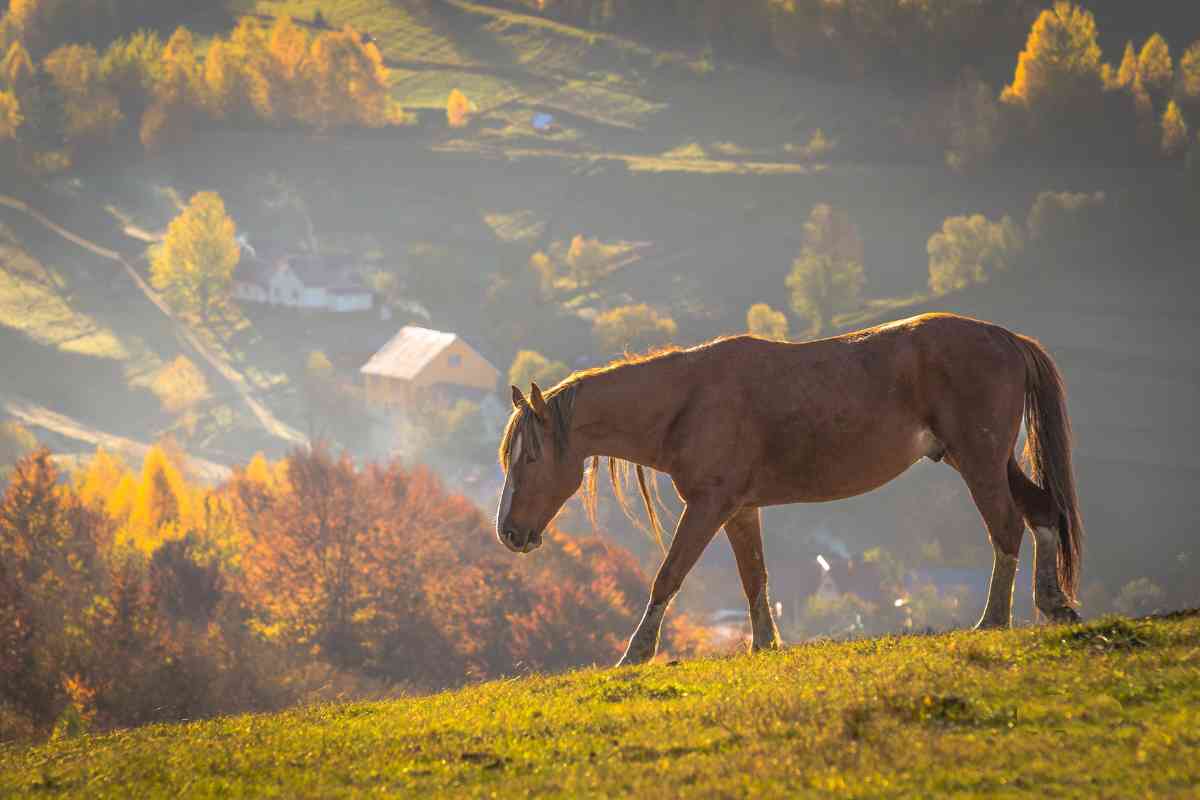 Smokey Mountain Horseback Riding Near Gatlinburg