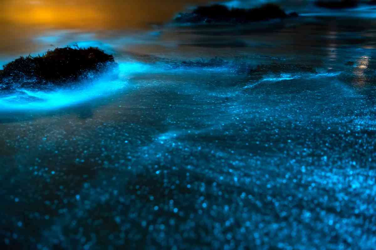 When is the best time to visit the bioluminescent bays in Puerto Rico 1 1