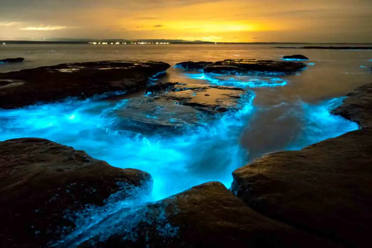When is the best time to visit the bioluminescent bays in Puerto Rico 3