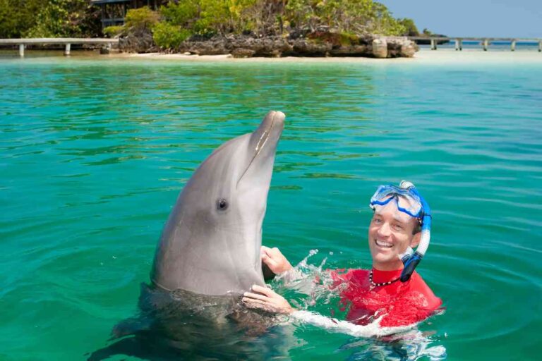 Swim With Dolphins In Cancun At Any Of These 4 Great Places!