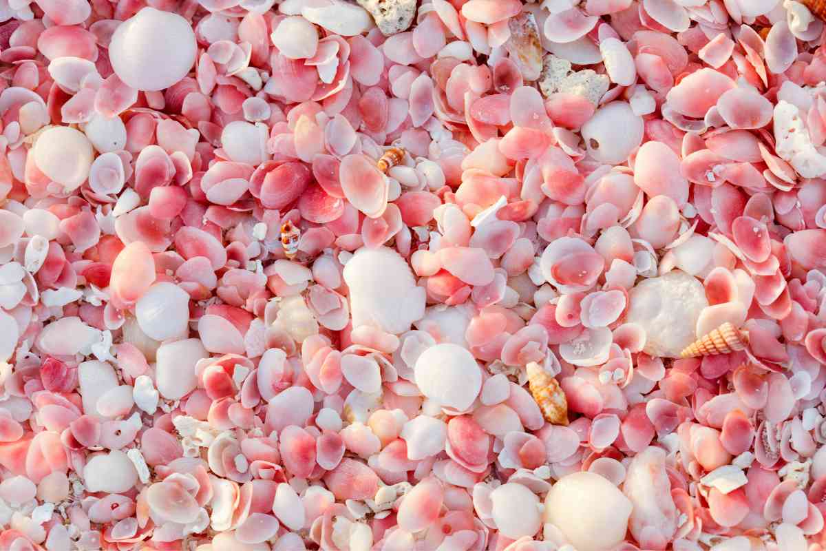 What are the best pink sand beaches in the Caribbean 1