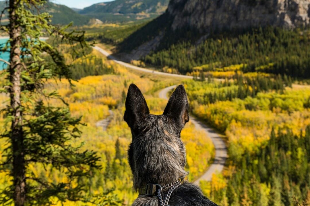 Denver Dog Days The 8 Best Day Trips From Denver With Dogs