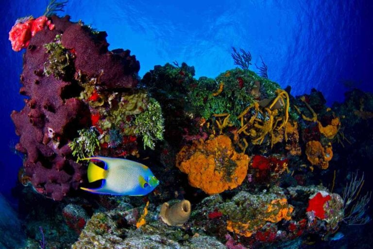 Cancun’s Coral Reefs: A Guide To Cancun’s 15 Best Scuba Diving Spots