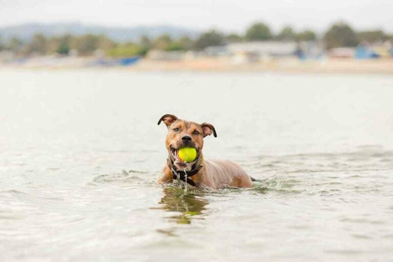 Are Dogs Allowed on Haulover Beach? Everything You Need to Know