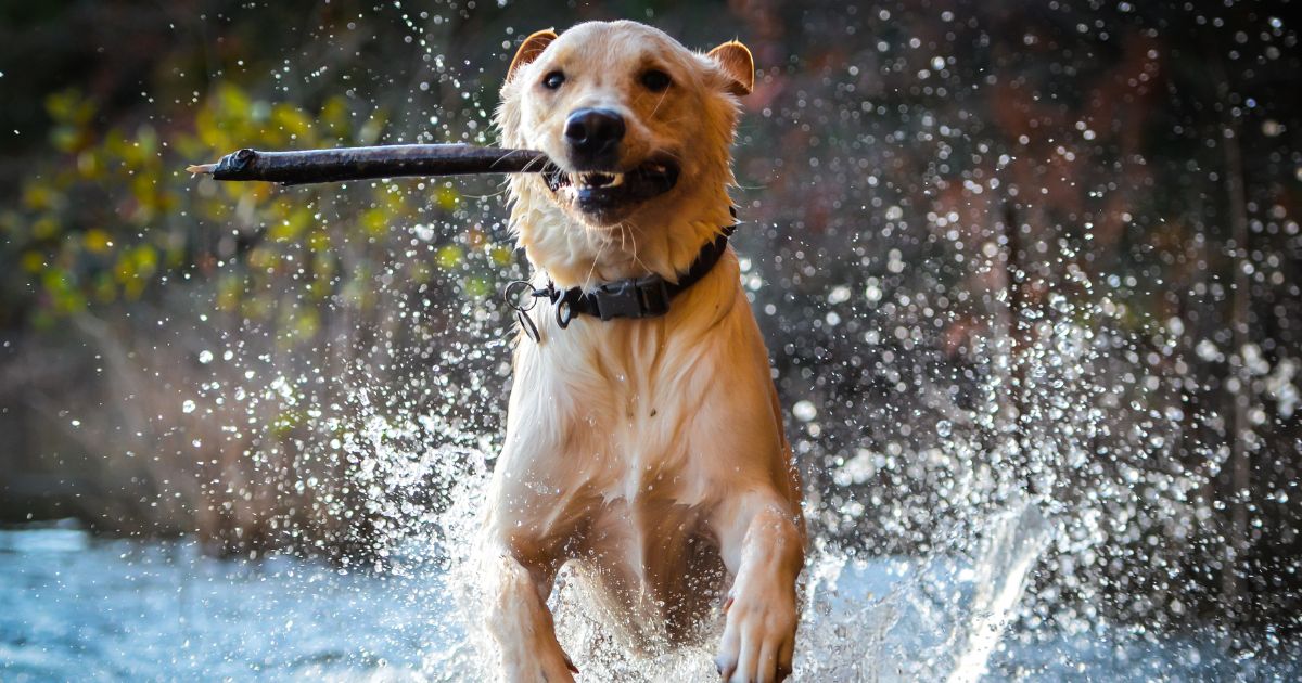 Dog Playing with a stick in the water