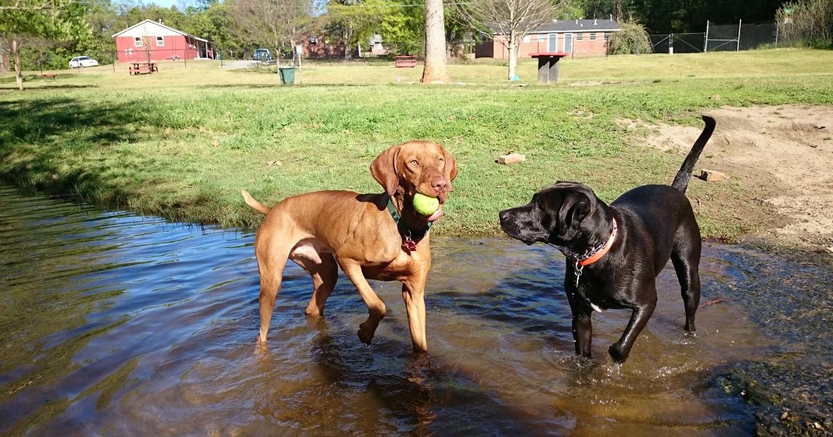 Dog Water Parks In North Carolina